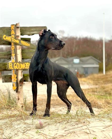 Canis Panther | Breed Information, Facts, History & Pictures