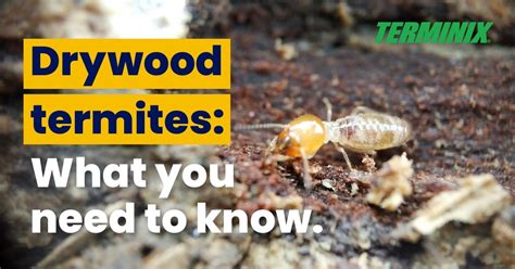 Drywood Termites: Signs and Treatment | Terminix