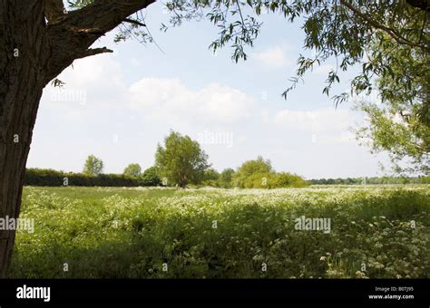 Grantchester Meadows, near Cambridge Stock Photo - Alamy