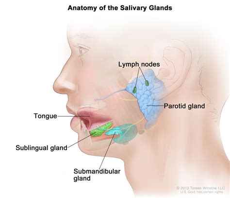 Salivary Gland Cancer Treatment (Adult) | Vanderbilt-Ingram Cancer Center