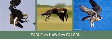 Eagle vs Hawk vs Falcon | Different (Similar) Species Compared