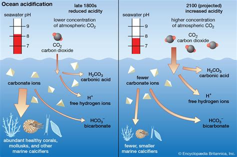 Seawater - Dissolved Organic, Nutrients, Salts | Britannica