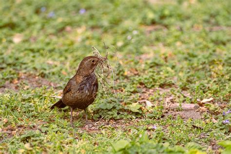 How to Keep Birds from Eating Grass Seed: A Complete Guide