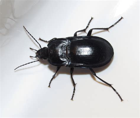 Bug Eric: ID Tip: Ground Beetle or Darkling Beetle?