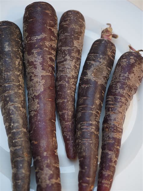 OpenFarm - Purple Carrot