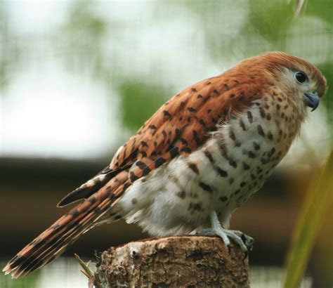 Birds of the World: Mauritius kestrel