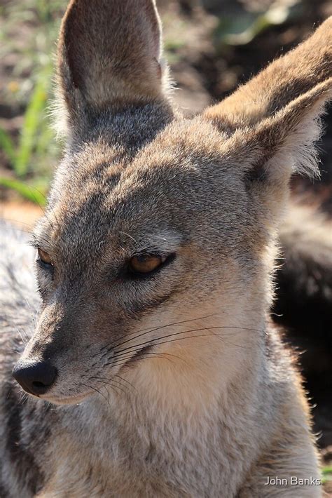 "The Face of the Jackal" by John Banks | Redbubble