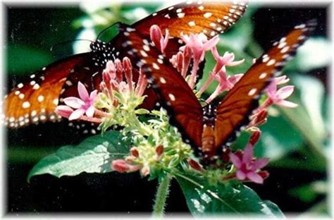 Cockrell Butterfly Center: Houston Museum of Natural Science - WanderWisdom