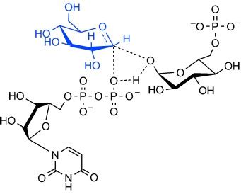 Mechanisms of Glycosyltransferases: The In and the Out - Jakeman - 2011 ...