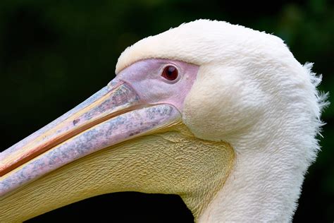 Bayou Sauvage Wildlife Refuge - Eugene L. Brill