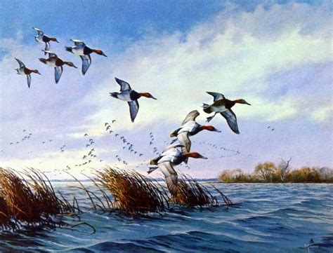 Artist David Maass Unframed Canvasbacks Art Print Ducks Flying Low ...