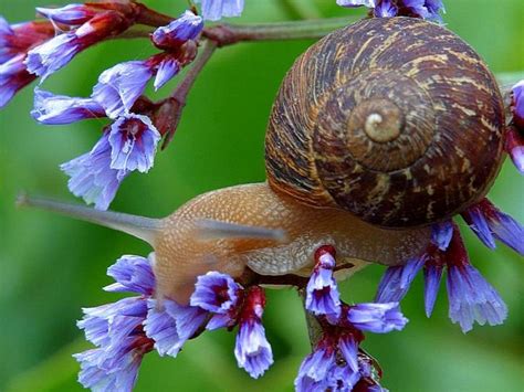 Free picture: snail, flowers