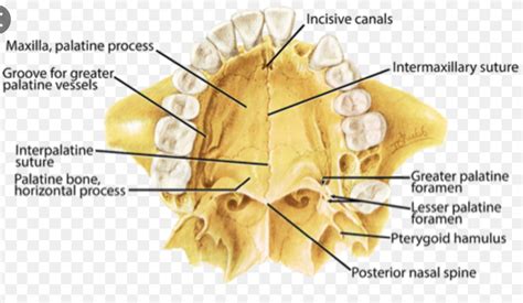 Sphenopalatine (Pterygopalatine) Ganglion Block for Treatment of ...