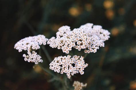 Achillea Care Guide: How To Grow Achillea | DIY Garden