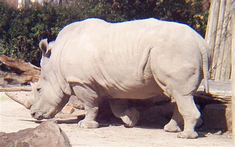 White Rhinoceros Facts And Latest Pictures 2013 | Beautiful And ...