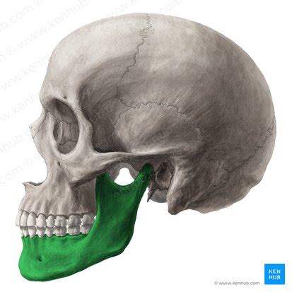 The mandible: Anatomy, structure, function | Kenhub