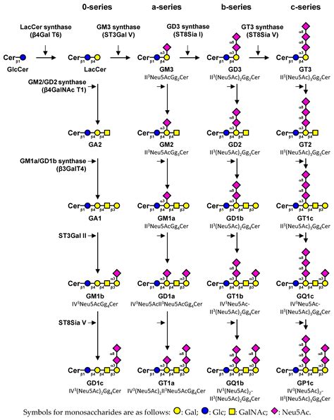 Biomolecules | Free Full-Text | Gangliosides: The Double-Edge Sword of ...