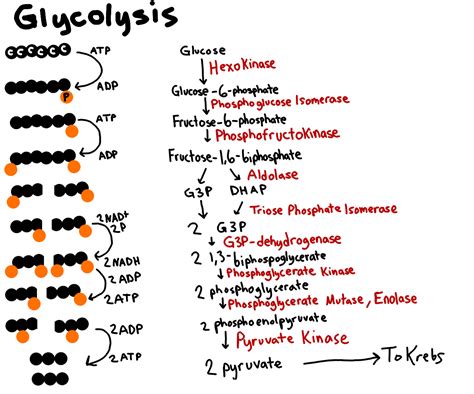 Glycolysis Enzymes