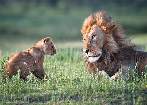 Lion hunting statistics: Foreigners in Africa like Walter Palmer take ...