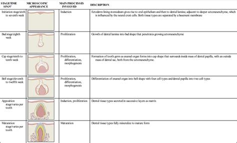 6. Tooth Development and Eruption | Pocket Dentistry