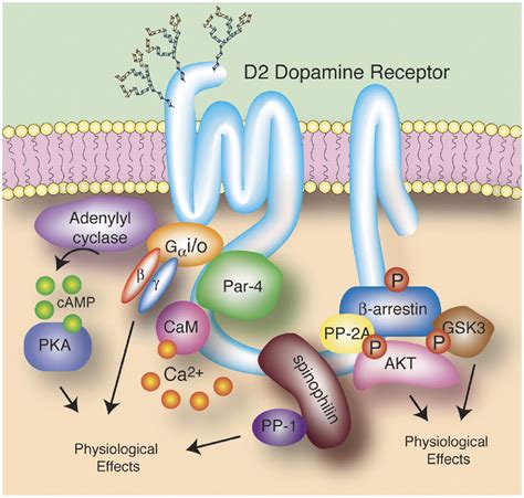 Dopamine Synthesis Mechanism