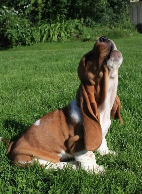 The 16 Funniest Basset Hound Jokes You Should Tell | The Paws