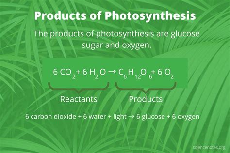 What Are the Products of Photosynthesis?