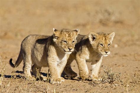 Africa, Namibia, African Lion Cubs Photograph by Westend61 - Fine Art ...