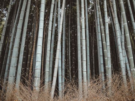 What you Need To Know About Visiting The Arashiyama Bamboo Grove In ...