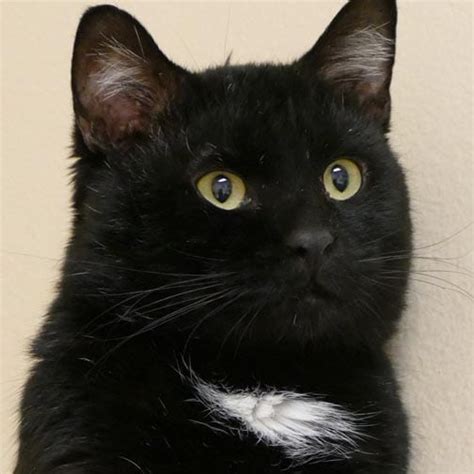 Casper Humane Society's "Pet of the Week" - Casper, WY Oil City News