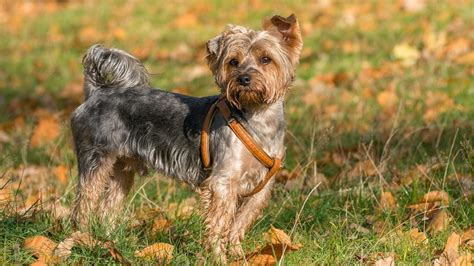 Cairn Terrier Mix Breed Dogs – Do You Know All the Hybrids?