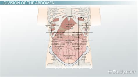 9 Regions Of The Body