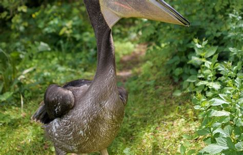 Dar královně: Pelikáni z pražské ZOO míří do Buckinghamského paláce ...