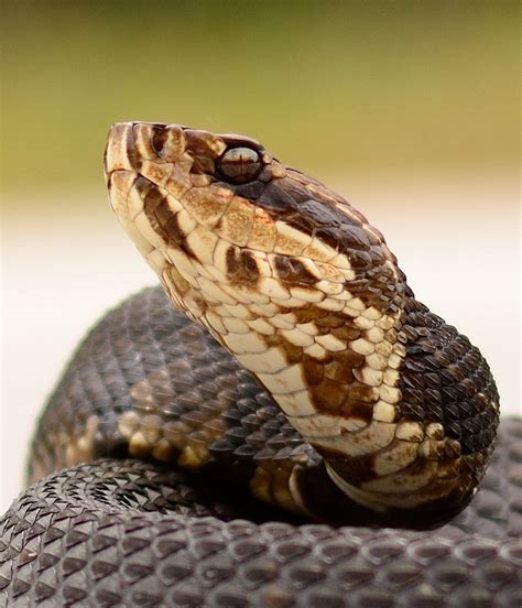 Cottonmouth Concentration | Pit viper, Reptiles and amphibians, Snake