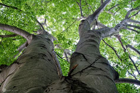 Stop and Smell The Beech: A Mountain Biker's Guide to Nature ...