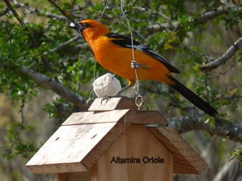 Salineño, Texas | Vermont Birder