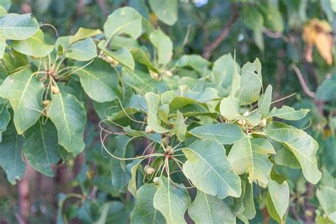 Image of Kakadu Plum Tree - Austockphoto