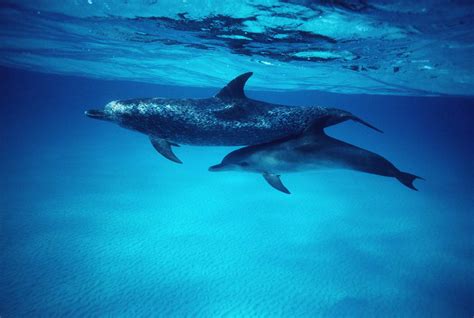 Dolphin Facts: Habitat, Behavior, Diet