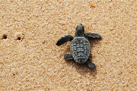 Cute Baby Sea Turtles In The Water