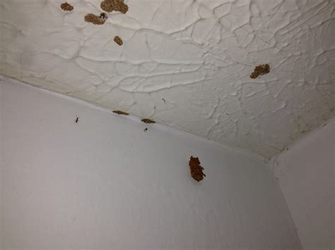 Termites In Ceiling Drywall | Review Home Co