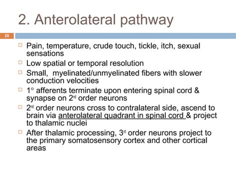 Somatosensory System | PPT