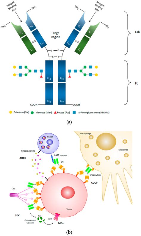 PDF function of heavy chain in antibody PDF Télécharger Download