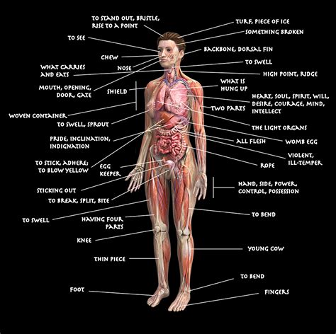 Diagram of the Human Body Using Etymologies