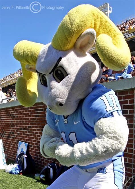 North Carolina Tar Heels Mascot Rameses flexes for the camera photo ...