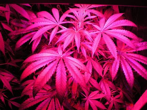 Pink Weed Wallpapers - Top Free Pink Weed Backgrounds - WallpaperAccess