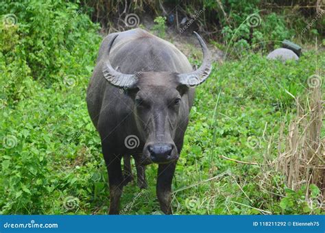 Carabao Or Water Buffalo Stock Photography | CartoonDealer.com #98808758