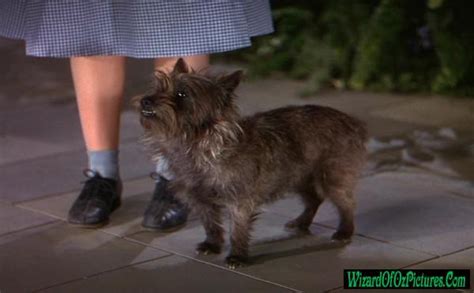 Toto Wizard Of Oz Pictures