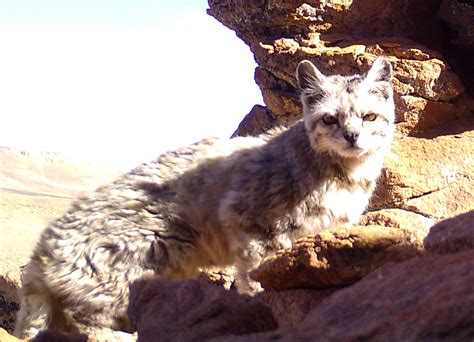 The Secret to Finding Andean Cats - Wildlife Conservation Network