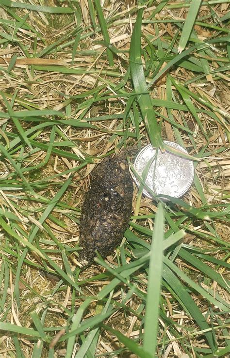 Rat or hedgehog poo — BBC Gardeners' World Magazine