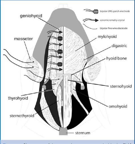 Geniohyoid Function